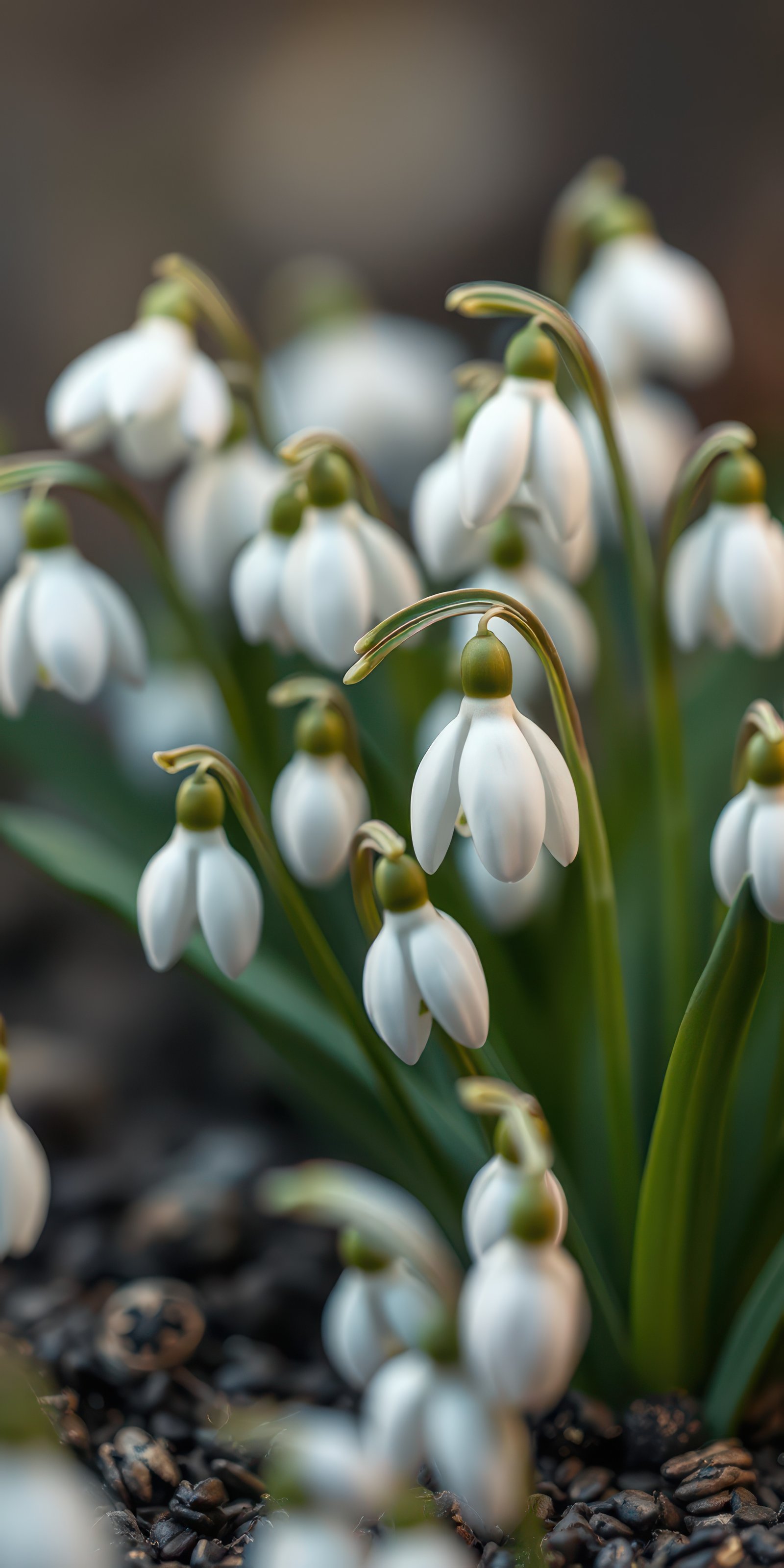Snowdrop flowers bloom in a garden during early spring with delicate white petals and green accents